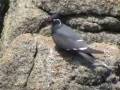 videos de GAVIOTIN MONJA (Larosterna inca)