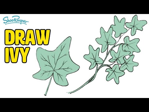 how to draw ivy vines