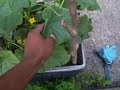 Gardening week 6 Gardening week 6