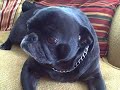 Fat Pug snoring while awake