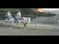 videos de caballos andalusian