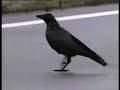 Clever Crows Clever Crows