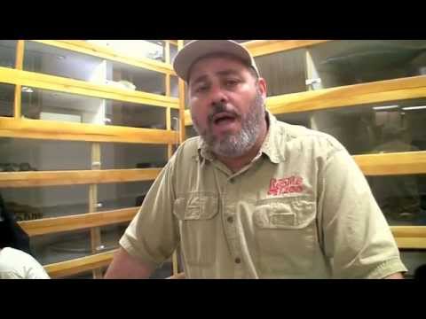 YouTube reptile video