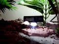 Pacman frog snatches mouse twice his size Pacman frog snatches mouse twice his size