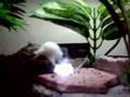Pacman-frog-snatches