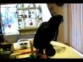 videos de Morning with the Birdies