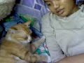 beauty sleepy cat beauty sleepy cat