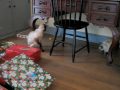 Christmas Cat toy.m4v