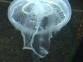Meduses en Musique Meduses en Musique