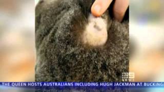 Fleet The Koala Shot In Every Limb Is Fighting For Survival