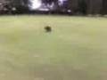buffy with a ball ..