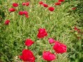 Hunting in the field poppy