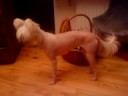 Chinese Crested Silas Chinese Crested Silas