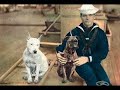 Man's best Friend: the TRUE  American   Pit   Bull  Terrier