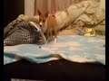 Click here to watch this video Flying puppies.avi