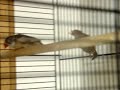 Cat Entertainment