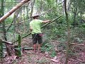 Manejo de Bambu