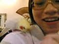 My first time seeing Glory, cousin's new pet cockatiel, along with some 'background characters' like my dogs.