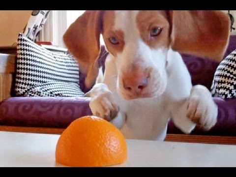 Cachorro Beagle Vs. Naranja