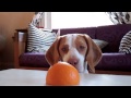 Cachorro Beagle Vs. Naranja