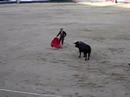 Bull Fight