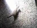 leon-l.html