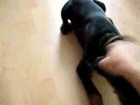 0 Cute Dobermann Puppies