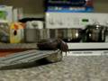 OUROBOROS : A Sluggish Time-Lapse Short Video