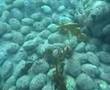 New Zealand Paua (Abalone)