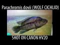 Dovii - HV20 HDV footage - 25p