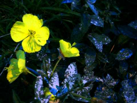 how to grow oenothera odorata