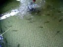 Pond-life