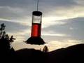 videos de humming bird frenzy