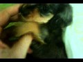 100513_SHINee JongHyun's Pet 'Roo'