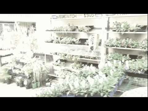 how to transplant primroses