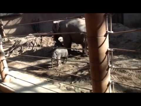 Zoo Denmark - Taking a trip to the zoo to see some animals in Copenhagen,Denmark:)