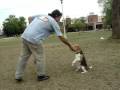 videos de Beagle entrenando