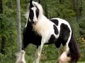 Clydesdales And Gypsy Vanners Clydesdales And Gypsy Vanners