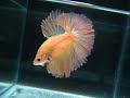 yellow vs Orange betta OHM ((( http://b-sjr.blogspot.com ))) yellow vs Orange betta OHM ((( http://b-sjr.blogspot.com )))