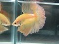 yellow vs Orange betta OHM ((( http://b-sjr.blogspot.com )))