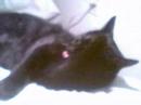 tica the kitty tica the kitty