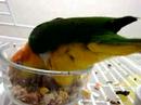 A bowl of goldenfeast  - chickie caique