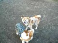 柴犬動画