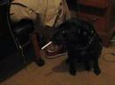 my dog joker loooooooooooooves cigarettes!! who wouldn't?? welcome to flavor country!!