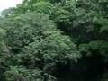 videos de La jara 10