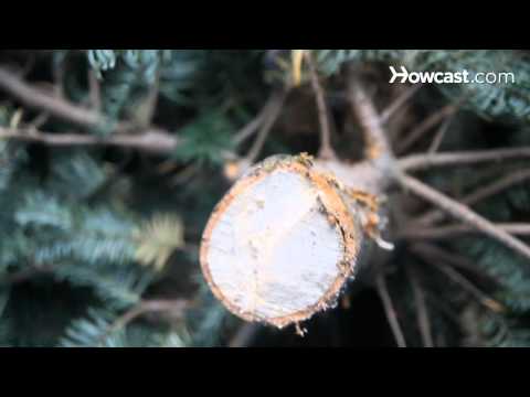 how to keep your christmas tree alive