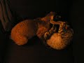 Devon Rex Kittens Devon Rex Kittens