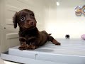 【きくちペット】 かわいい仔犬仔猫№9811 M・ダックスフンド