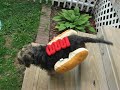 Scruffles in a hotdog outfit