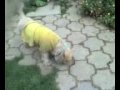 CHAPATRAPO